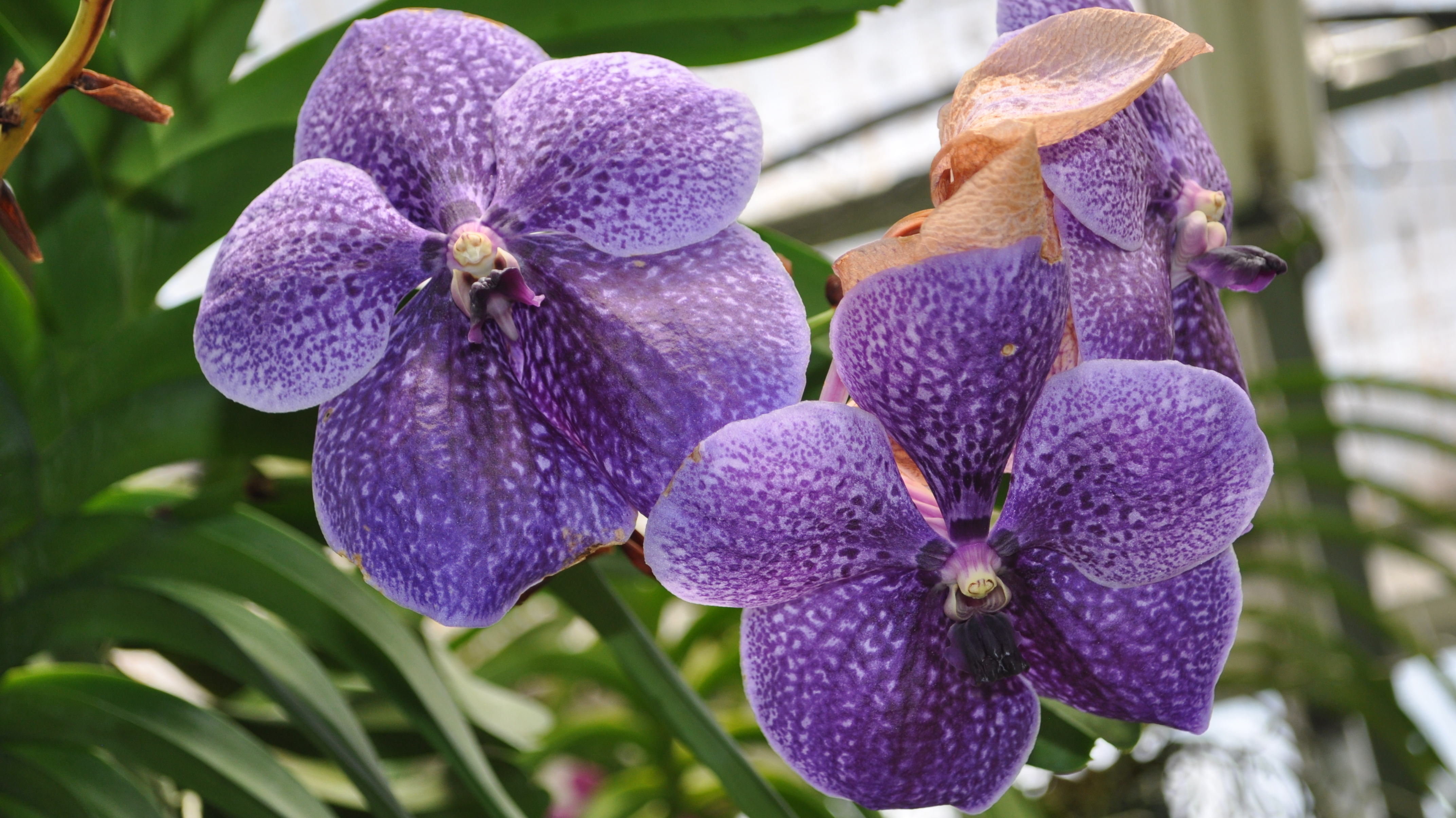 Надолго ли орхидея «уходит в отпуск»?